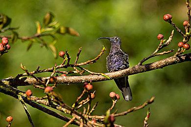 Xbox推出《幻兽帕鲁》主题定制XSS主机 只抽不卖